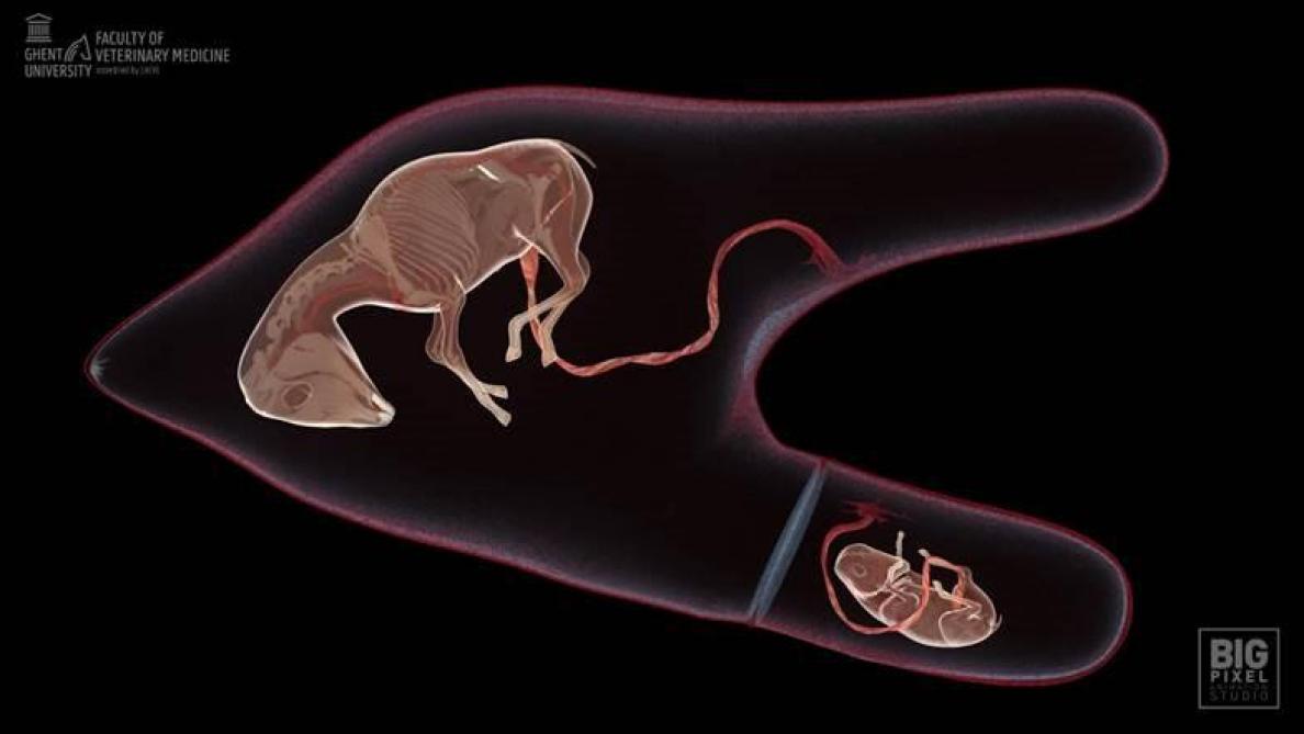 Bij een sterke ongelijke grootte van de placenta zal mogelijk het kleinste veulen spontaan resorberen.