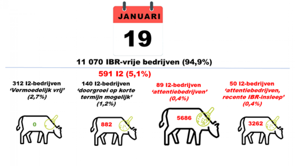 Op 19 januari hadden al 11.070 rundveebedrijven een IBR-vrij statuut. Er resten nog 591 rundveebedrijven met het I2-statuut. Van deze bedrijven zijn er 452 met minder dan 10% IBR-dragers.