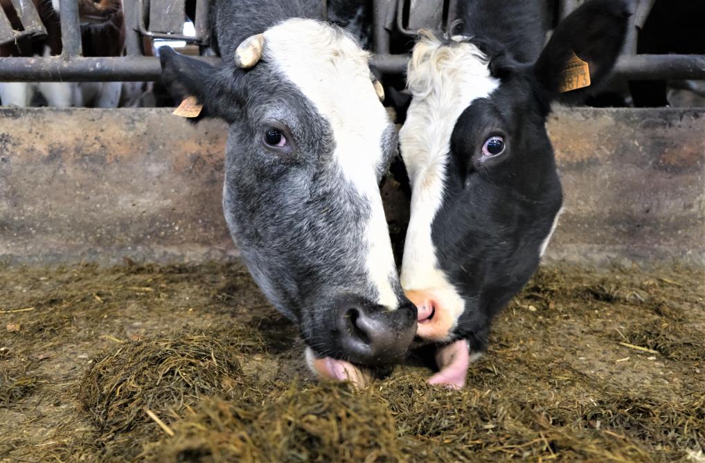 Als koeien altijd aan het eten kunnen, geven ze meer melk.