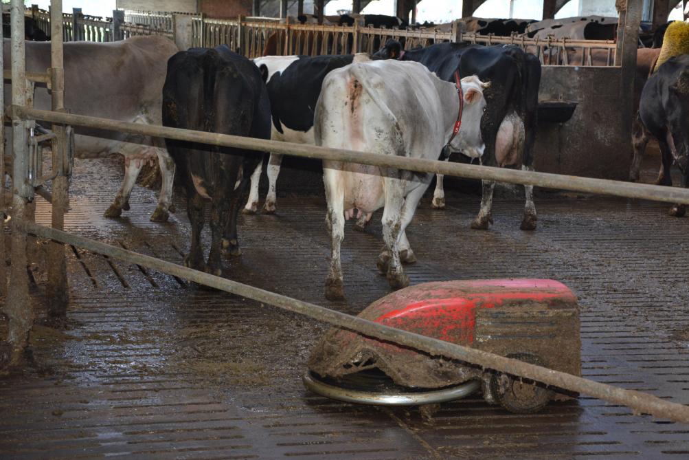 Als de veestapel meer tijd in de stal moet doorbrengen, kunnen bepaalde aanpassingen nodig zijn om het comfort en de netheid van de koeien te garanderen. Er kan bijvoorbeeld een mestrobot worden ingezet.
