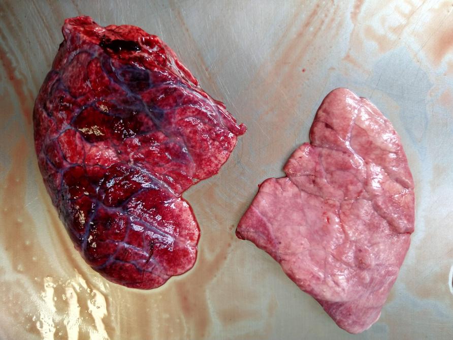 Na 24 uur kunnen de eerste letsels zichtbaar zijn op de longen van acuut zieke dieren. De donkerrode zones met diffuse bloedingen (links) zijn een typisch letsel van een App-infectie. Links: longkwab met App-achtige letsels; rechts: stuk van een gezonde long.