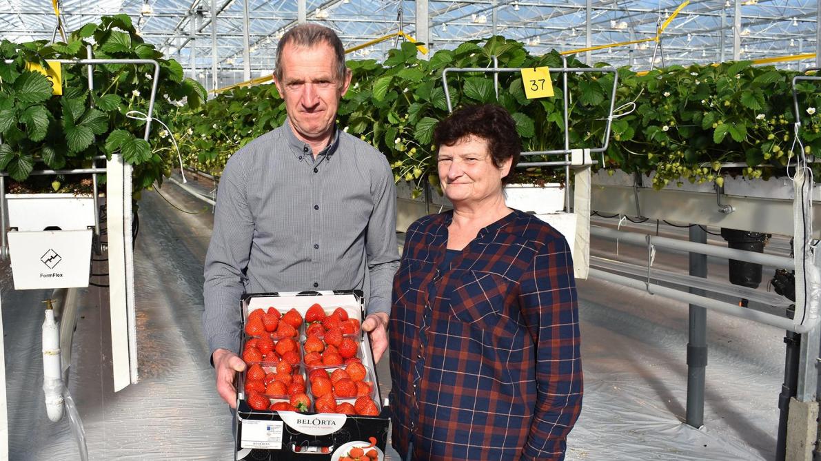Eerste Belgische aardbeien van nieuw seizoen verkocht bij BelOrta
