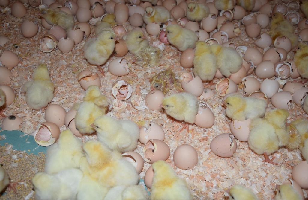 Bij ‘on farm hatching’ komen de kuikens in de stal uit het ei. Het antibioticumgebruik is aanzienlijk lager.