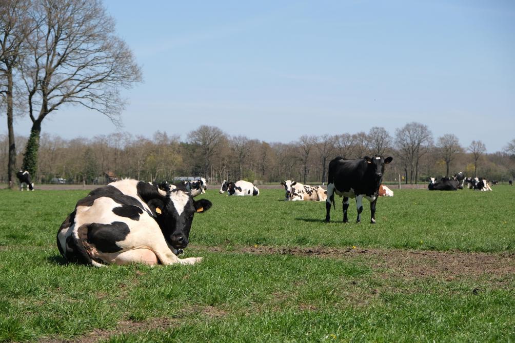 De koeien kunnen aan weidegang doen. Ook de kalveren mogen regelmatig de wei op als het warm genoeg is.