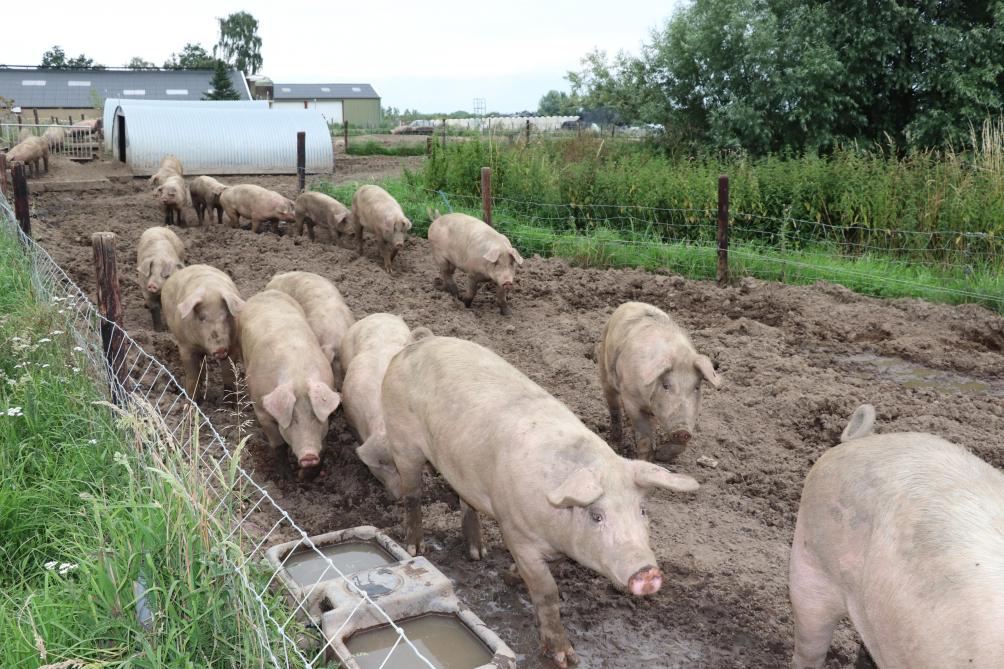 Momenteel heeft de Horssense boer 150 stuks buitenvarkens. Ieder varken heeft maar liefst 100 m2 tot zijn beschikking.