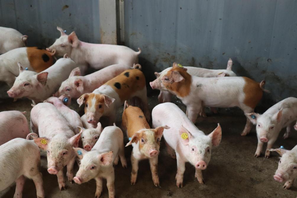 Sinds 2 jaar vermarkt familie Merkens een klein deel van het eigen varkensvlees zelf. Vandaar dat ze nu ook Duroc inkruisen bij een deel van de dieren.