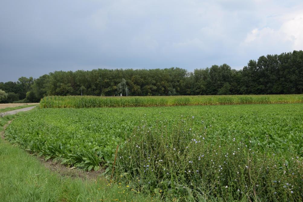 De situatie op het veld in de zomer : witloofwortels op de achtergrond,  rechtsonder witloofwortels voor de zaadteelt.