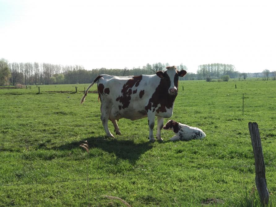 Op melkveebedrijven waar de koeien het hele jaar door kalven, verwachten we een bevruchtingspercentage van idealiter 40% of meer.