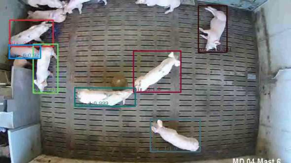 Figuur ter illustratie van de detectie van 2 varkens (in de groene en rode vakken) die betrokken zijn bij een staartbijtincident.