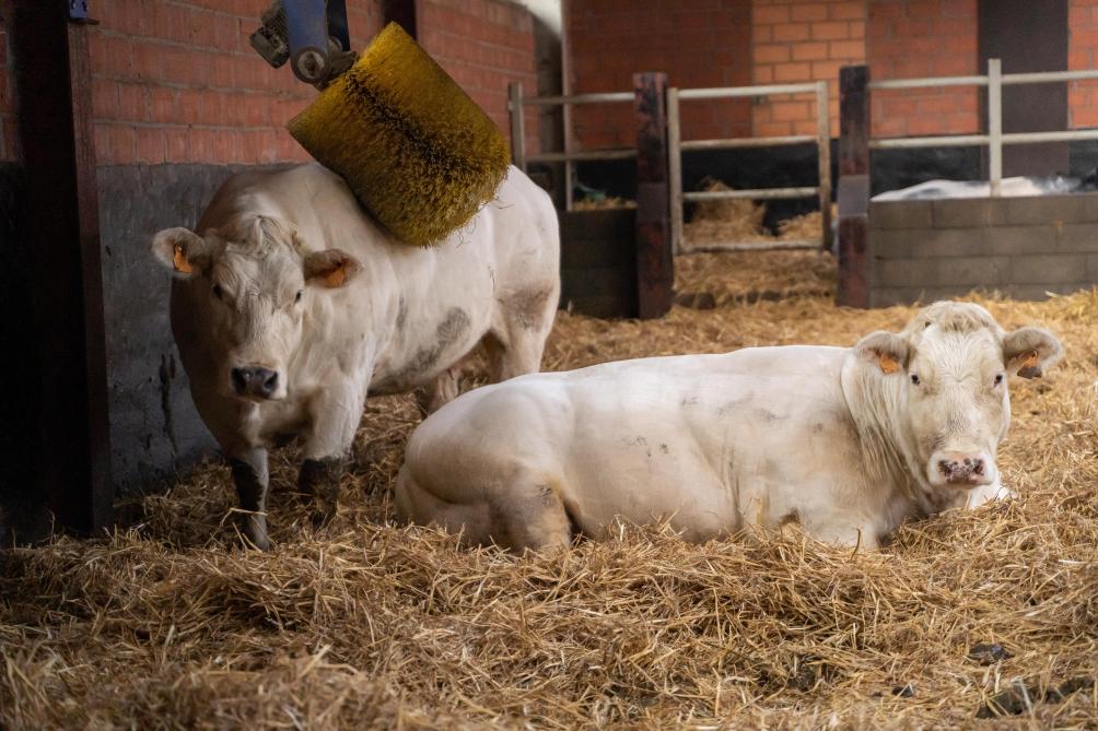 De koeien kunnen ten volle genieten van een roterende schuurborstel.