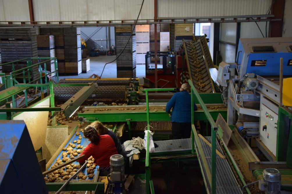 Van zodra de stortbakken geleegd worden, staan de coöperanten in voor het sorteren, de bewaring en het op de markt brengen van de aardappelen.