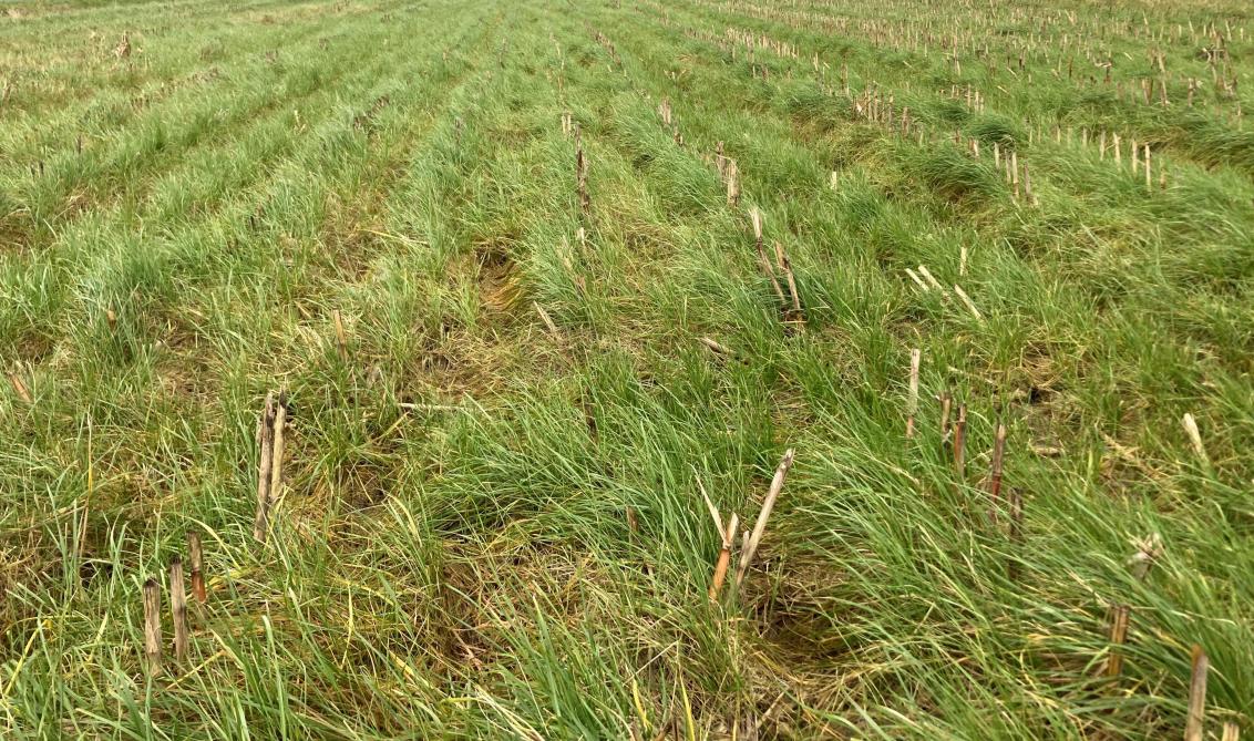 Massaal ontwikkelde rietzwenkgrasonderzaai door onvoldoende remming door herbiciden (januari 2022).