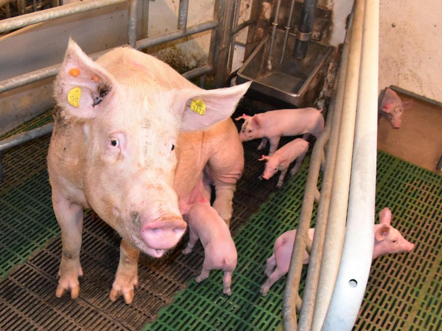 De ruime en klare vrijloopkraamstallen zijn het uithangbord van het gesloten, familiaal varkensbedrijf in Lendelede.