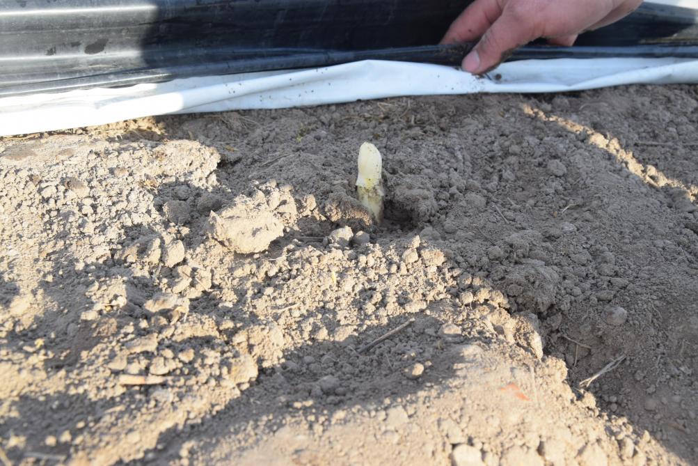 De grond is iets zwaarder dan in de kempen, wat geen probleem is voor de aspergeteelt.