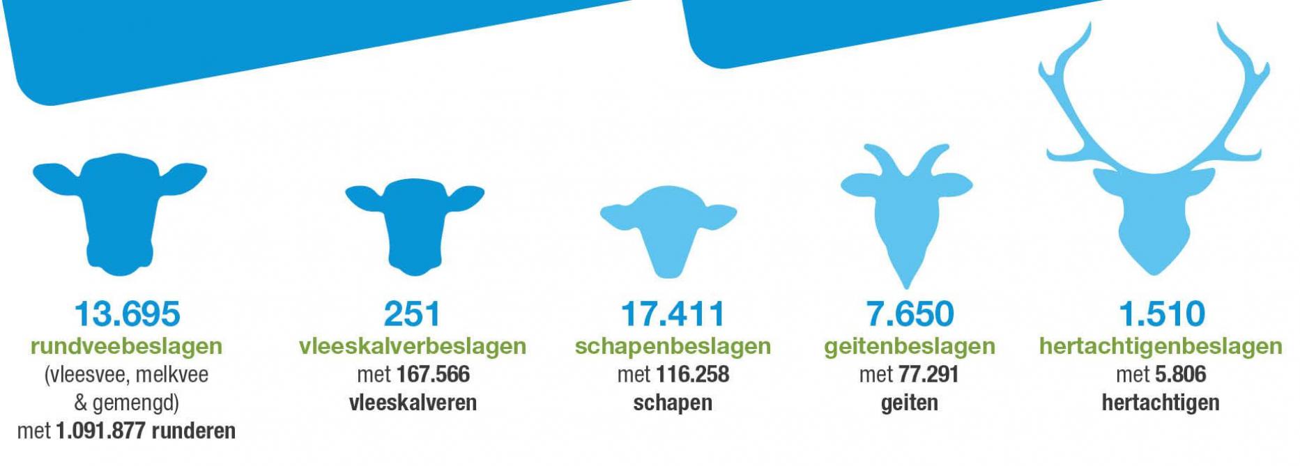 Het aantal veeteeltbedrijven in Vlaanderen in 2021 over verschillende veesoorten heen.