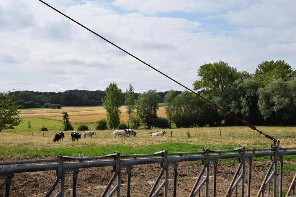 Achter de bomenrij in de verte ligt Wallonië, blijkbaar zonder stikstofprobleem. Er is daar een stal van 600 runderen vergund, met een overheersende windrichting naar Vlaanderen.