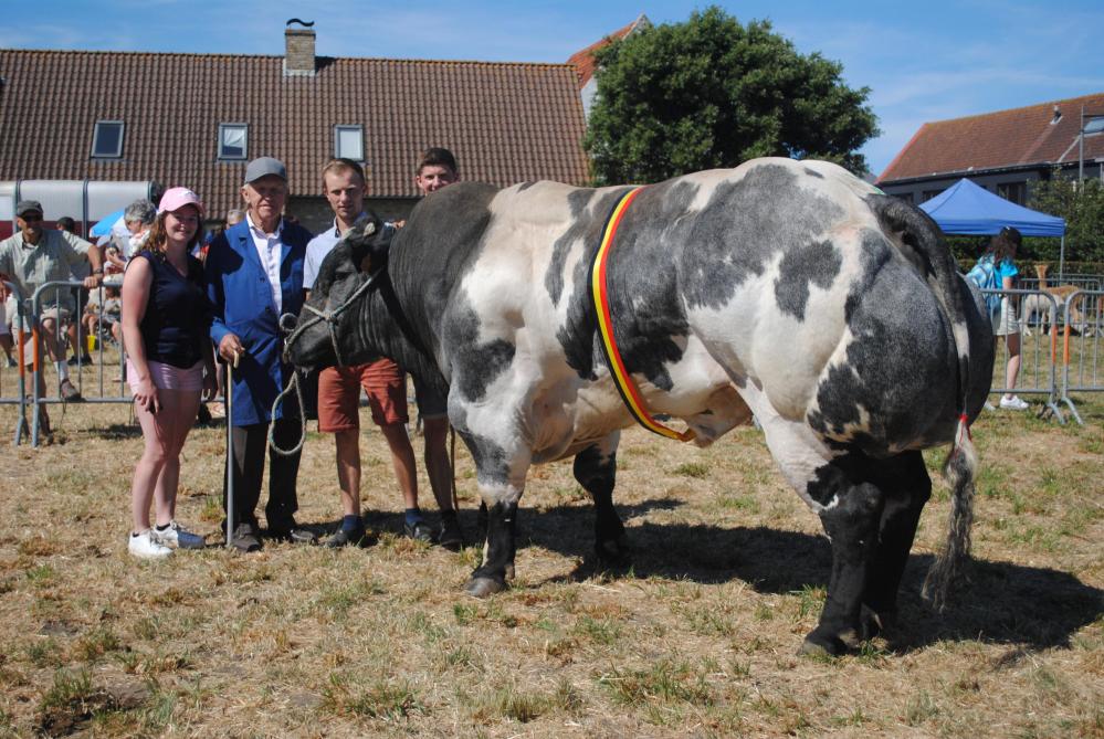 Baron de Halma (Attribut), kampioen oudere stieren, van Christiane Moenaert uit Bovekerke.