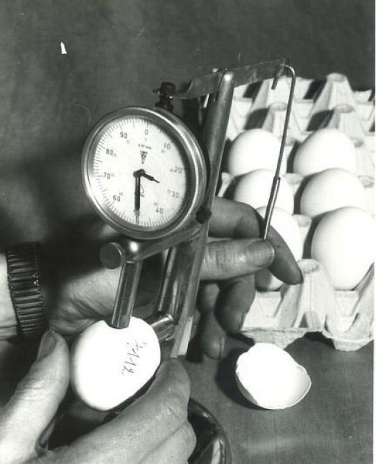 Men ging de sterkte van de eierschaal meten nadat de kippen werden opgehokt.