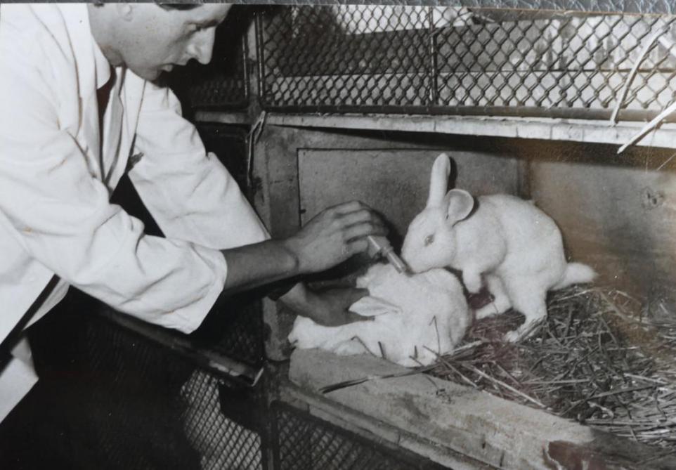 Het Rijksstation van Kleinveeteelt was pionier in de opvang van sperma van konijnen.