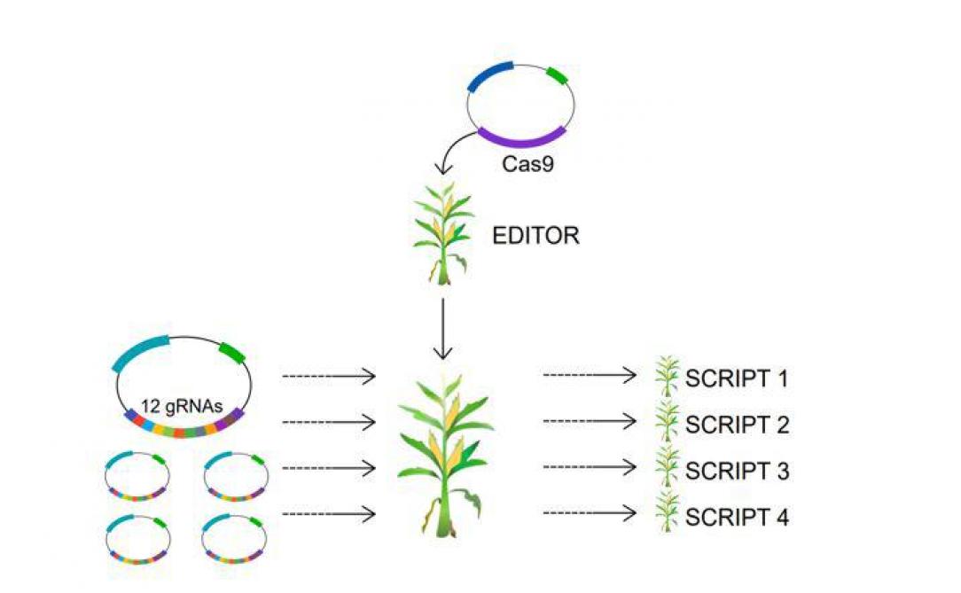 De Breedit-strategie: 12gRNA's kunnen tegelijk geïntroduceerd worden in een Cas9-bevattende maïsplant (EDITOR). Als resultaat ontstaan multiplex genbewerkte nakomelingen (aangeduid in de figuur als SCRIPT 1-4).