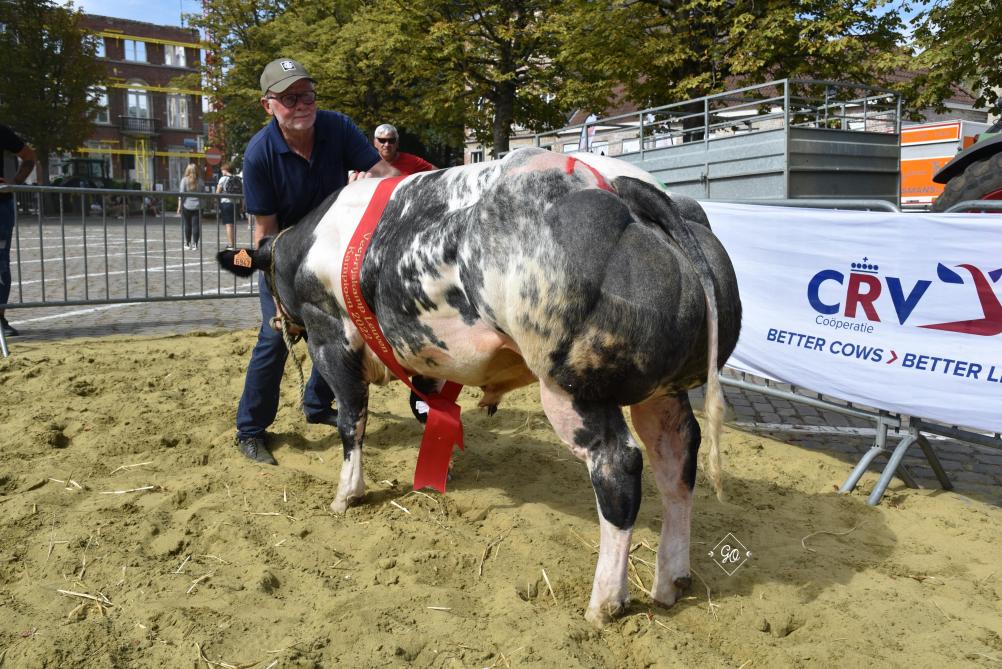 Rakker van het Bareelhof (Darko X Impérial), kampioenschap stieren van 8 tot 18 maanden, van Stijn Veulemans uit Glabbeek.