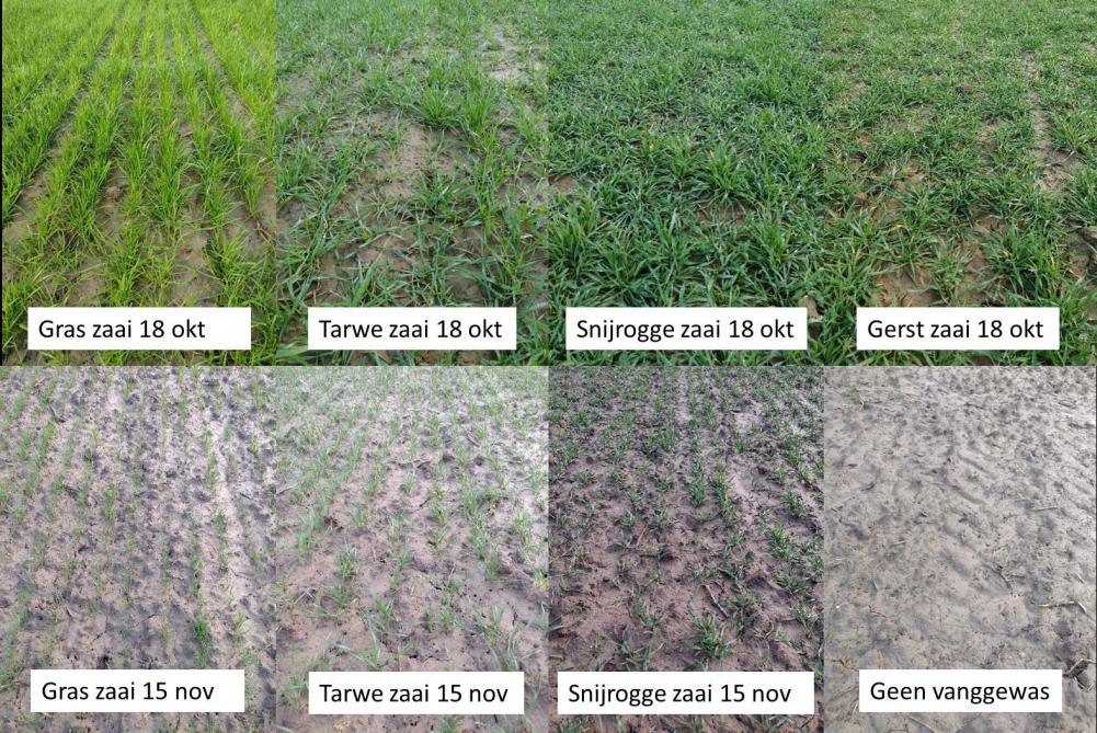 Uitzicht van de verschillende vanggewassen en granen gezaaid op 18 oktober en  15 november en het referentieobject zonder vanggewas op 15 februari 2022.