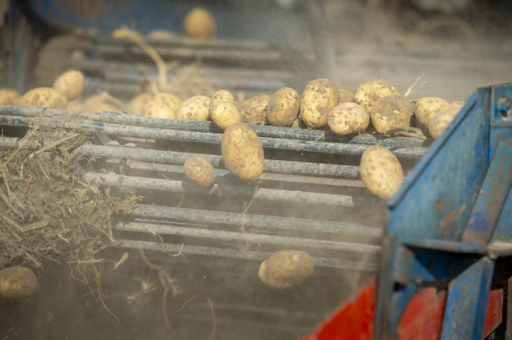 Omdat in 2021 de aardappelprijzen aan de hoge kant waren, dient een meerwinst aardappelteelt te worden aangegeven voor grotere aardappelbedrijven.