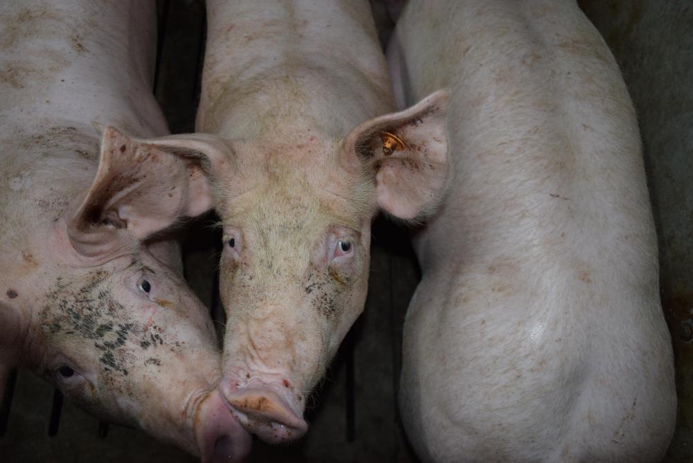 De varkenshouderij was catastrofaal in 2021, hier werd rekening mee gehouden bij de barema’s.