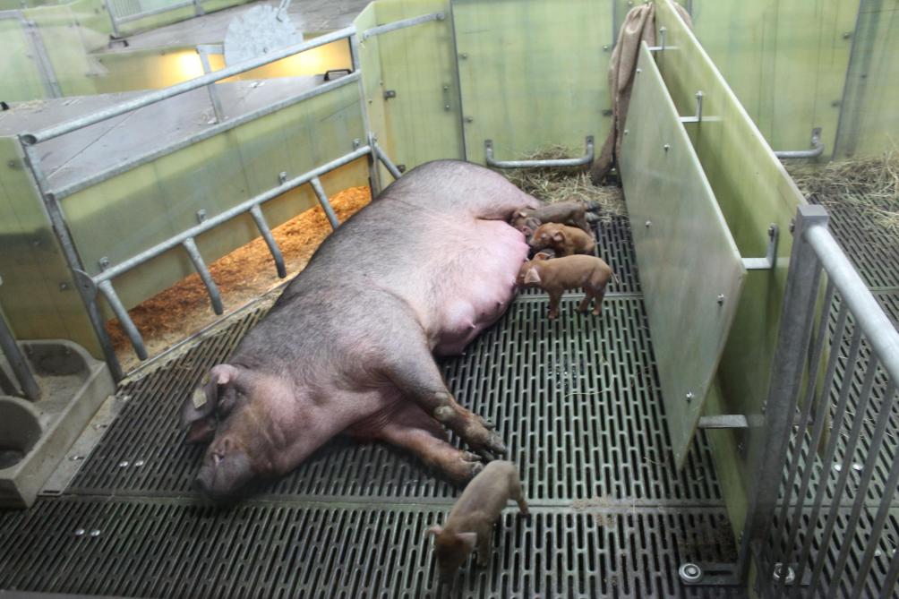 Duroc d’Olives in Kruisem is naar eigen zeggen de eerste niet-biologische varkensboerderij in Vlaanderen die volledig kooivrij werkt.