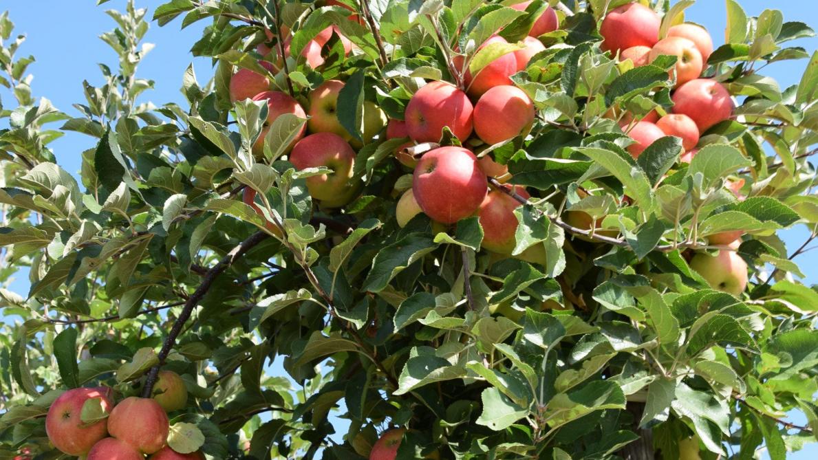 In 2011 werd in ons land nog 7.400 ha appel geteeld, vandaag is dit gedaald naar 5.348 ha.