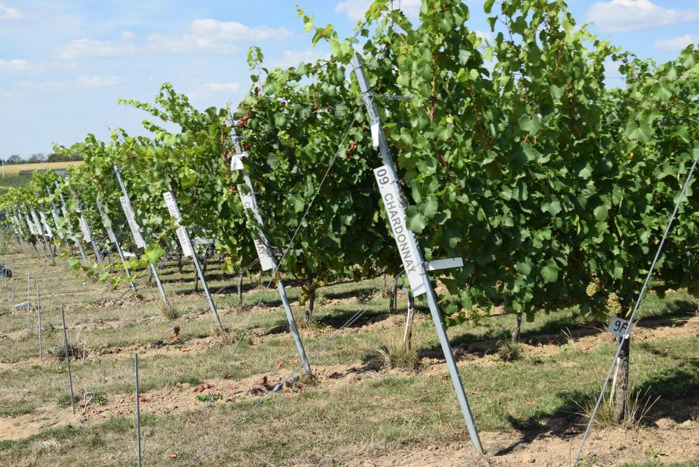 Het kenniscentrum Wijnbouw op pcfruit dateert van 2014. Het onderzoek focust vooral op het veldgedeelte, minder op de vinificatie.