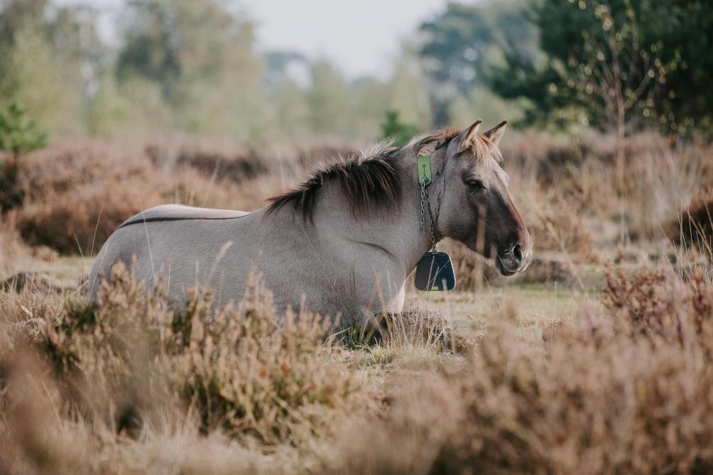 In de Liereman in Oud-Turnhout staan paarden te grazen binnen de virtuele afrastering.