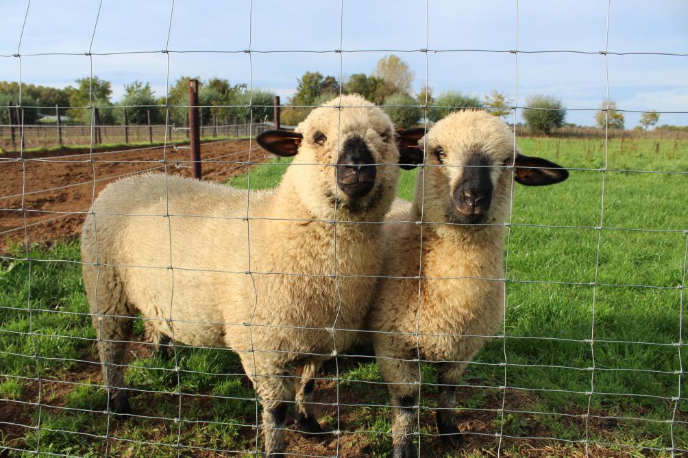 De 2 Hampshire Down-ooien waren bedoeld voor een weide-carrousel met schapen, varkens en kippen.