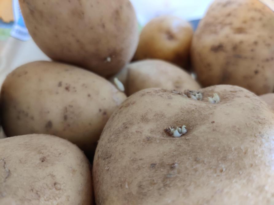 Omdat de meeste partijen geen maleïnehydrazide op het veld kregen, waren de aardappelen zeer kiemlustig.