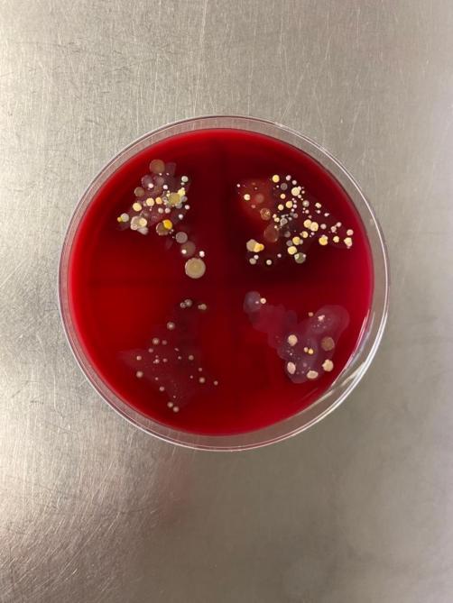 Polybacterieel resultaat bij bacteriologisch onderzoek van een melkstaal.