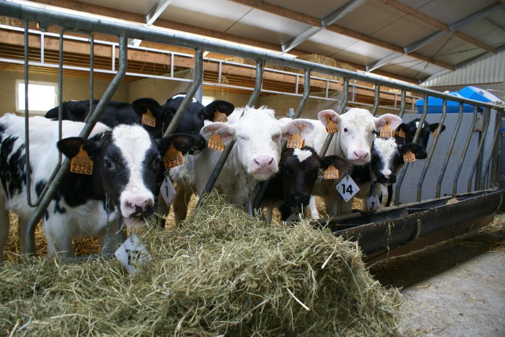 De inkrimping van de veestapel is een actueel topic, maar daarover is niet veel terug te vinden in de Farm2Fork-strategie.
