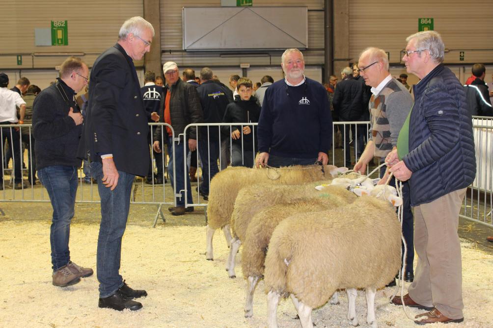 Op zaterdag 14 januari worden de schapenprijskampen georganiseerd door de Kleine Herkauwers Vlaanderen (KHV).