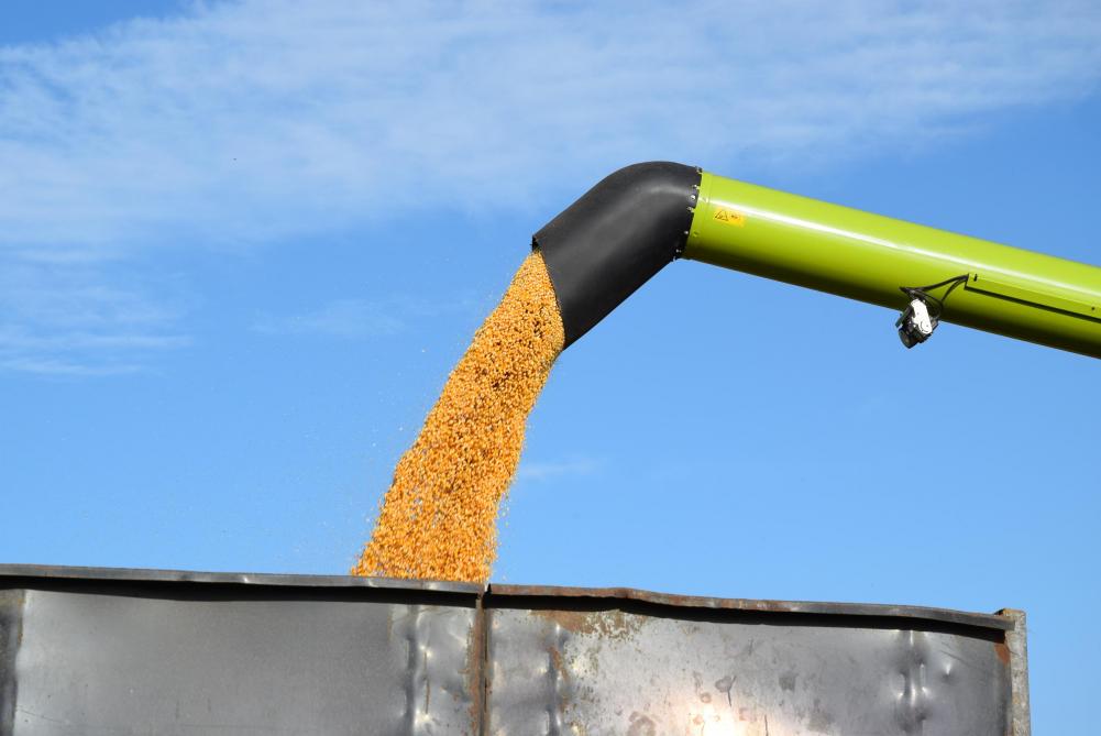 Voor te drogen graan zou het vochtgehalte bij de oogst in het ideale geval lager dan 30% moeten zijn.