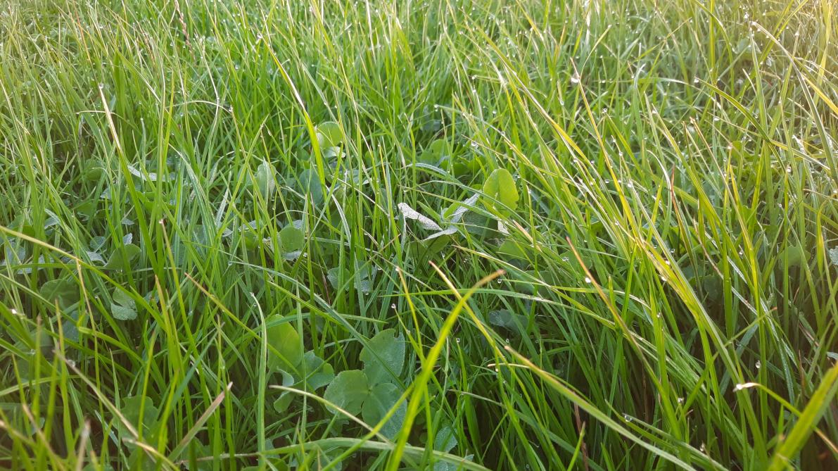 Tijdens de droge en warme zomer bleef de grasgroei op een laag pitje. Het gras stond er op veel plaatsen dor bij.