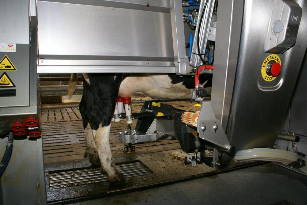 Селективная обработка не оказывает негативного влияния на здоровье вымени или опорожнение коровы.