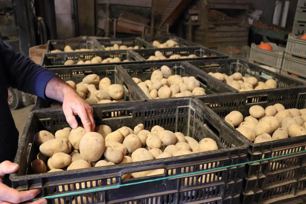 De aardappelen voor de handel, worden geleverd in dit soort kratjes.