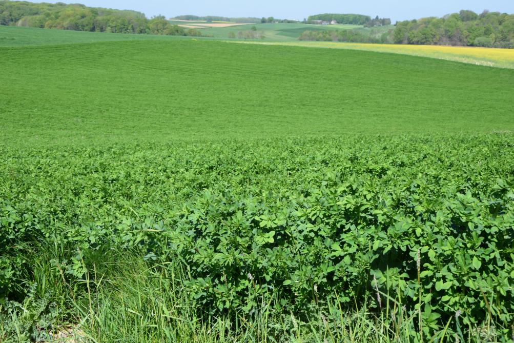 Een variatie aan gewassen in je rotatie geeft een verscheidenheid in wortelvorming, elk met hun eigen nut. Diepe wortels (luzerne) kunnen er mee voor zorgen dat verdichte lagen doorbroken worden.