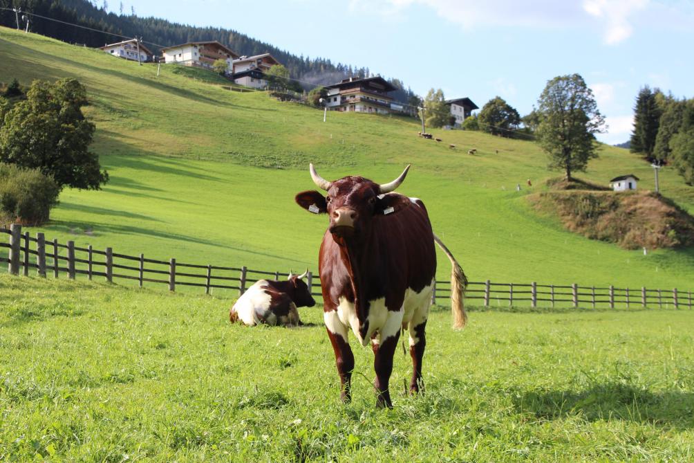 BSE is een ziekte die het centrale zenuwstelsel van de koe aantast.