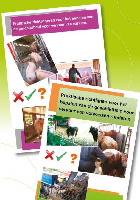Over dit thema werden 2 brochures gemaakt, respectievelijk over het vervoer van runderen en van varkens. Ze geven de veehouder houvast bij het maken van keuzes aan de hand van afbeeldingen en tekeningen.