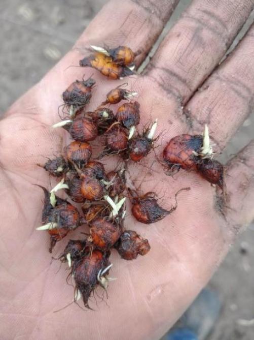 Knolcyperus plant zich voornamelijk voort door de massale productie van dochterknolletjes.