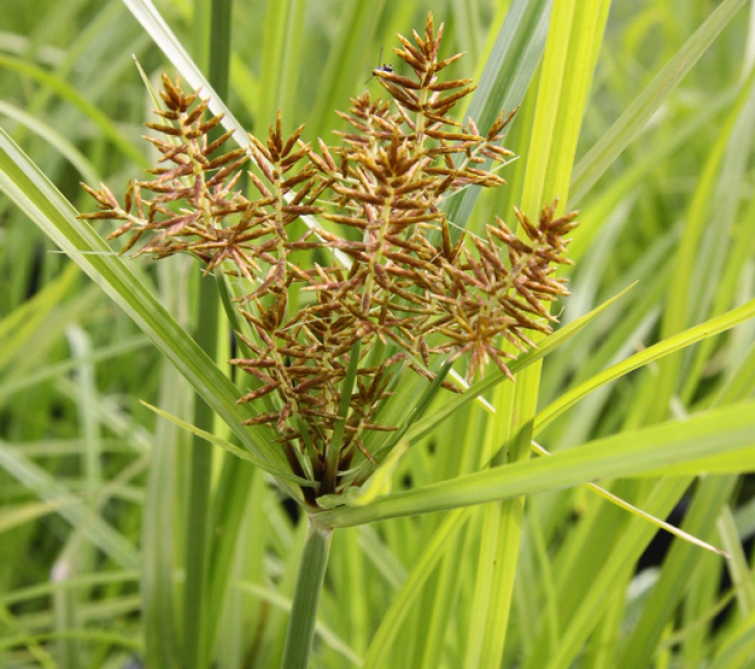 Knolcyperus kan zich ook verspreiden via zaad. Laat het dus niet in bloei komen.
