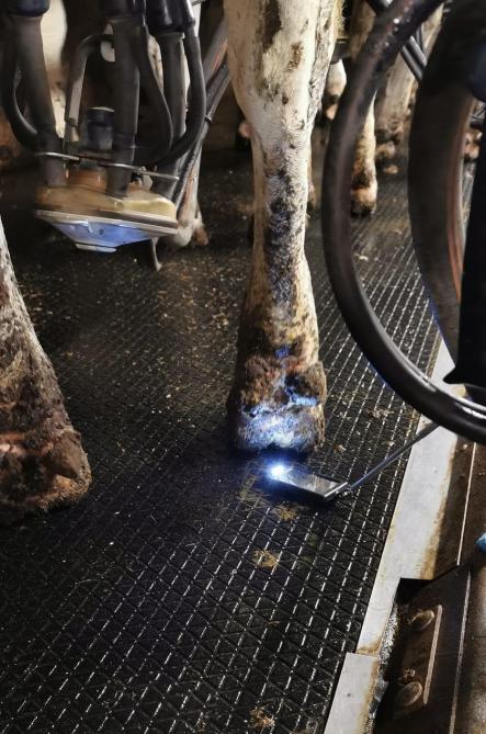 Met behulp van een spiegel kunnen we tijdens het melken koeien met digitale dermatitis opsporen.