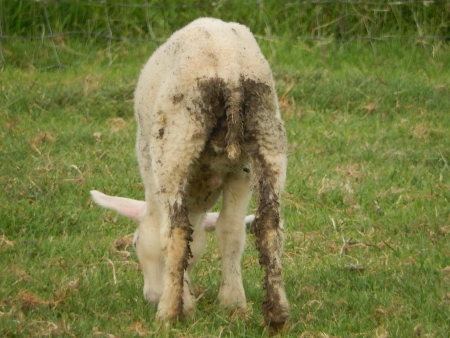 Jonge lammeren in de eerste levensmaanden - Landbouwleven
