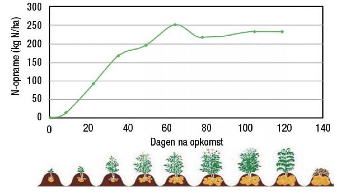 Verloop van de stikstof opname van late aardappelen vanaf opkomst.