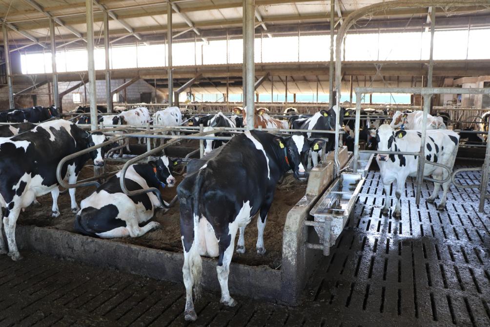 De nieuwe en de oude stal (achteraan zijn verbonden tot één stal. In 2020 werd ervoor gekozen om niet meer te mikken op een extreem hoge melkproductie.